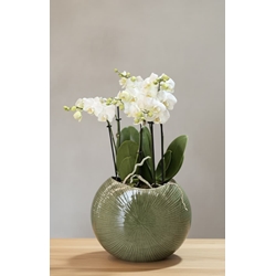 CONJUNTO DE PHALAENOPSIS - Imagen 1