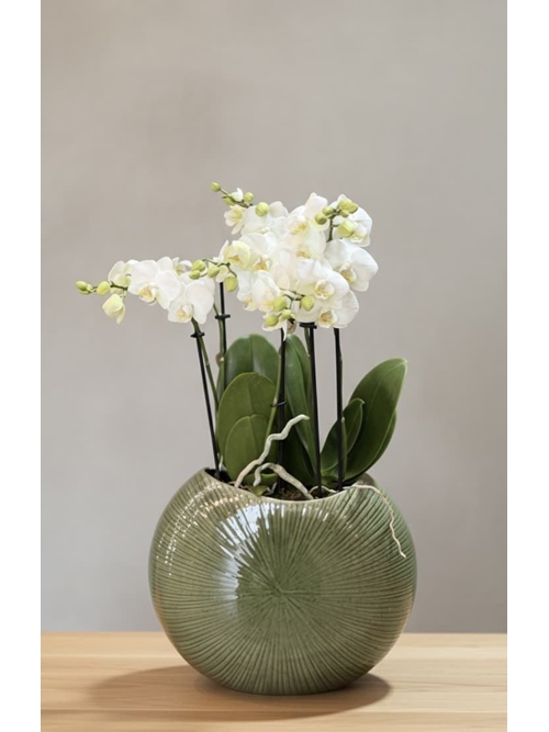 CONJUNTO DE PHALAENOPSIS - Imagen 1