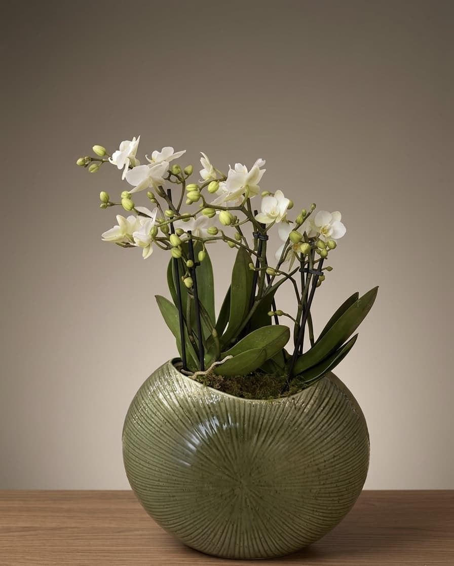 CONJUNTO DE PHALAENOPSIS - Imagen 1