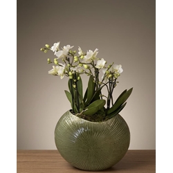 CONJUNTO DE PHALAENOPSIS - Imagen 1