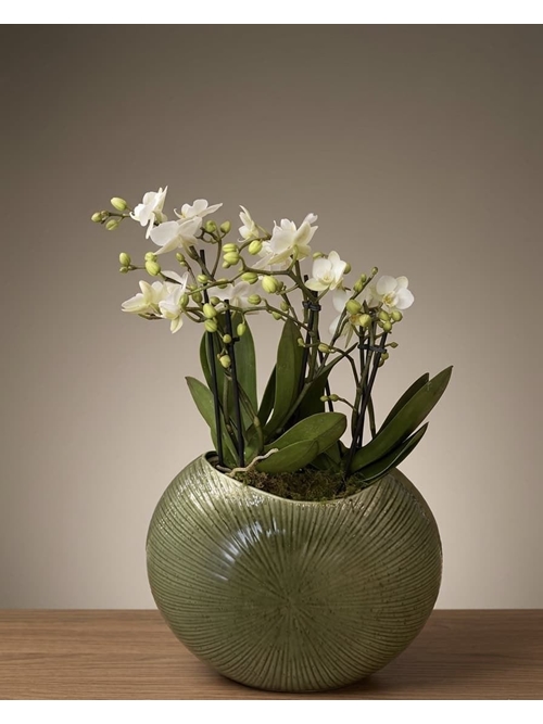 CONJUNTO DE PHALAENOPSIS - Imagen 1
