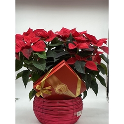 CONJUNTO DULCE NAVIDAD - Imagen 1