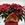CONJUNTO DULCE NAVIDAD - Imagen 1