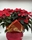 CONJUNTO DULCE NAVIDAD - Imagen 1