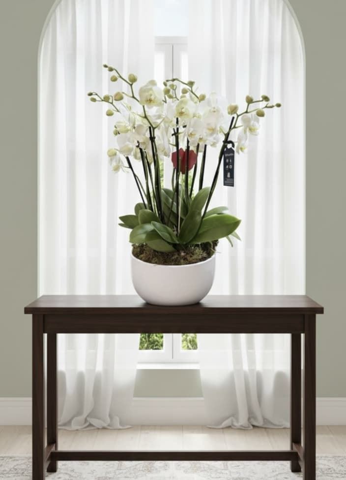 CONJUNTO PHALAENOPSIS ENCANTO - Imagen 1