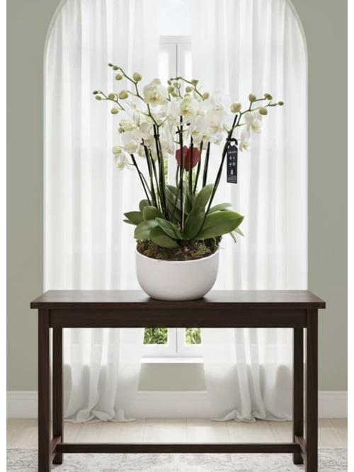 CONJUNTO PHALAENOPSIS ENCANTO - Imagen 1