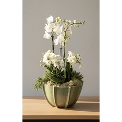 CONJUNTO PHALAENOPSIS FRESCURA - Imagen 1