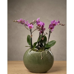 CONJUNTO PHALAENOPSIS - Imagen 1
