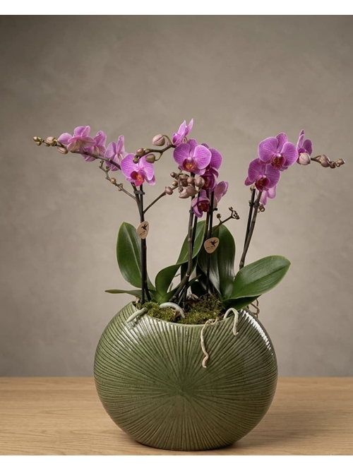 CONJUNTO PHALAENOPSIS - Imagen 1