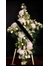 CRUZ PUREZA - Imagen 1