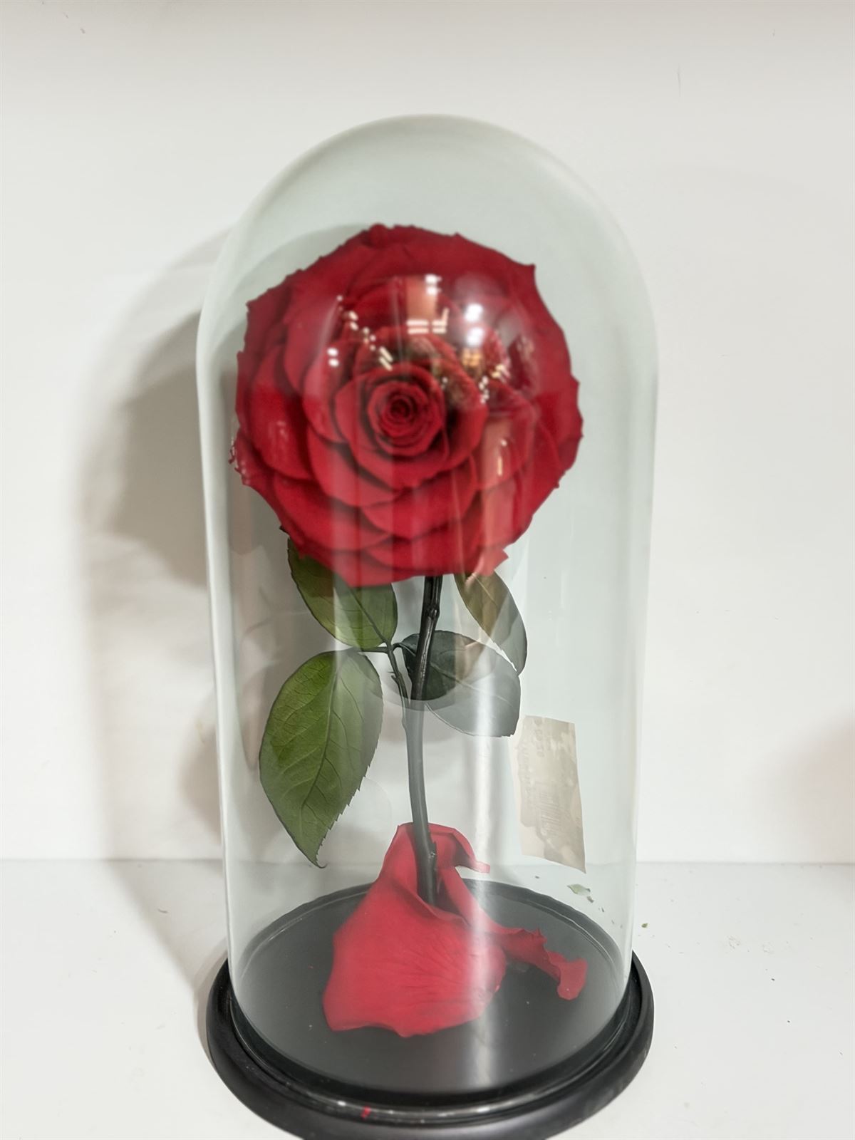 CÚPULA LA BELLA Y LA BESTIA - Imagen 1