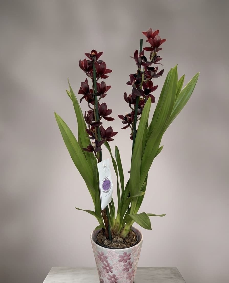 CYMBIDIUM SIN CUBREMACETAS - Imagen 1