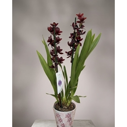 CYMBIDIUM SIN CUBREMACETAS - Imagen 1