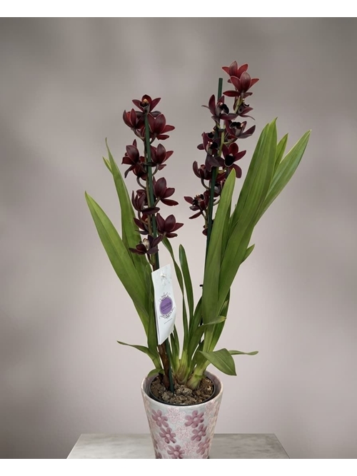 CYMBIDIUM SIN CUBREMACETAS - Imagen 1