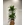 DRACAENA - Imagen 1