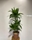 DRACAENA - Imagen 1
