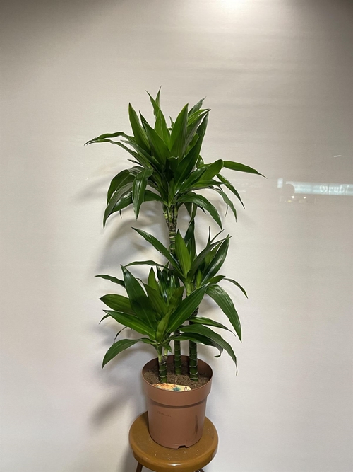 DRACAENA - Imagen 1