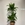 Dracena - Imagen 1