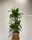 Dracena - Imagen 1