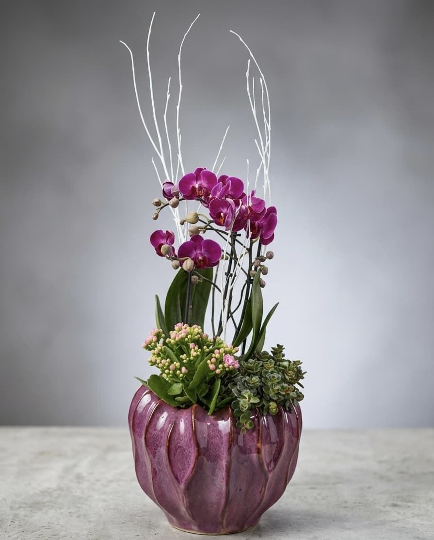 ENTRO DE PHALAENOPSIS - Imagen 1