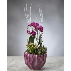 ENTRO DE PHALAENOPSIS - Imagen 1