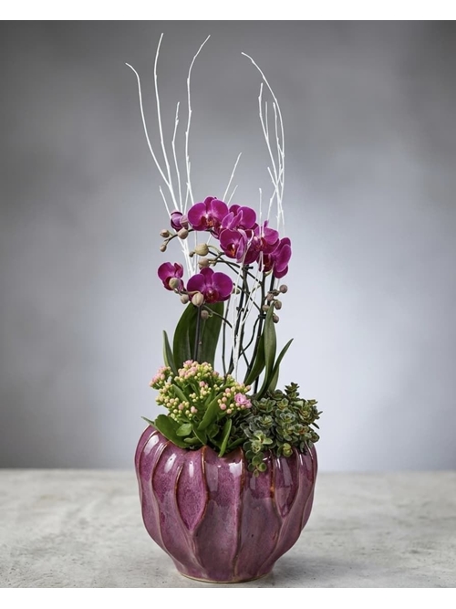 ENTRO DE PHALAENOPSIS - Imagen 1