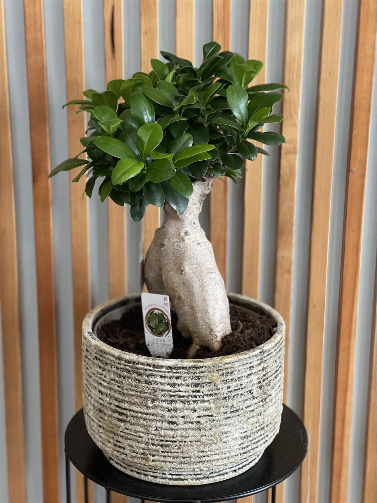 FICUS GINGENG - Imagen 1