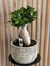 FICUS GINGENG - Imagen 1