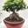 Ficus ginseng grande - Imagen 1