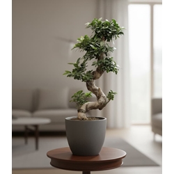 FICUS GINSENG - Imagen 1