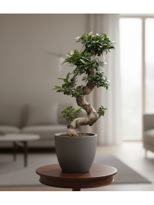 FICUS GINSENG - Imagen 1