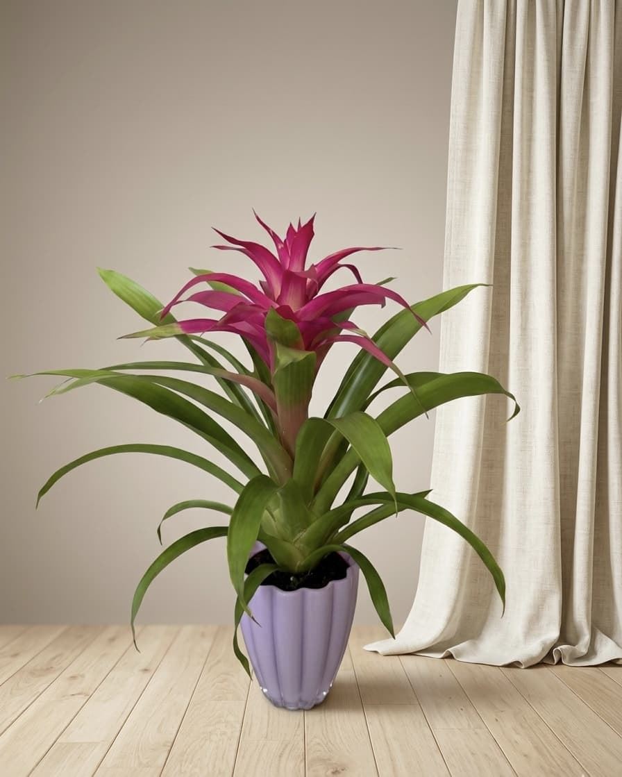 GUZMANIA - Imagen 1