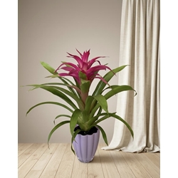 GUZMANIA - Imagen 1