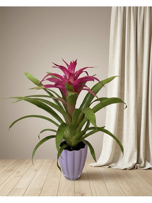 GUZMANIA - Imagen 1