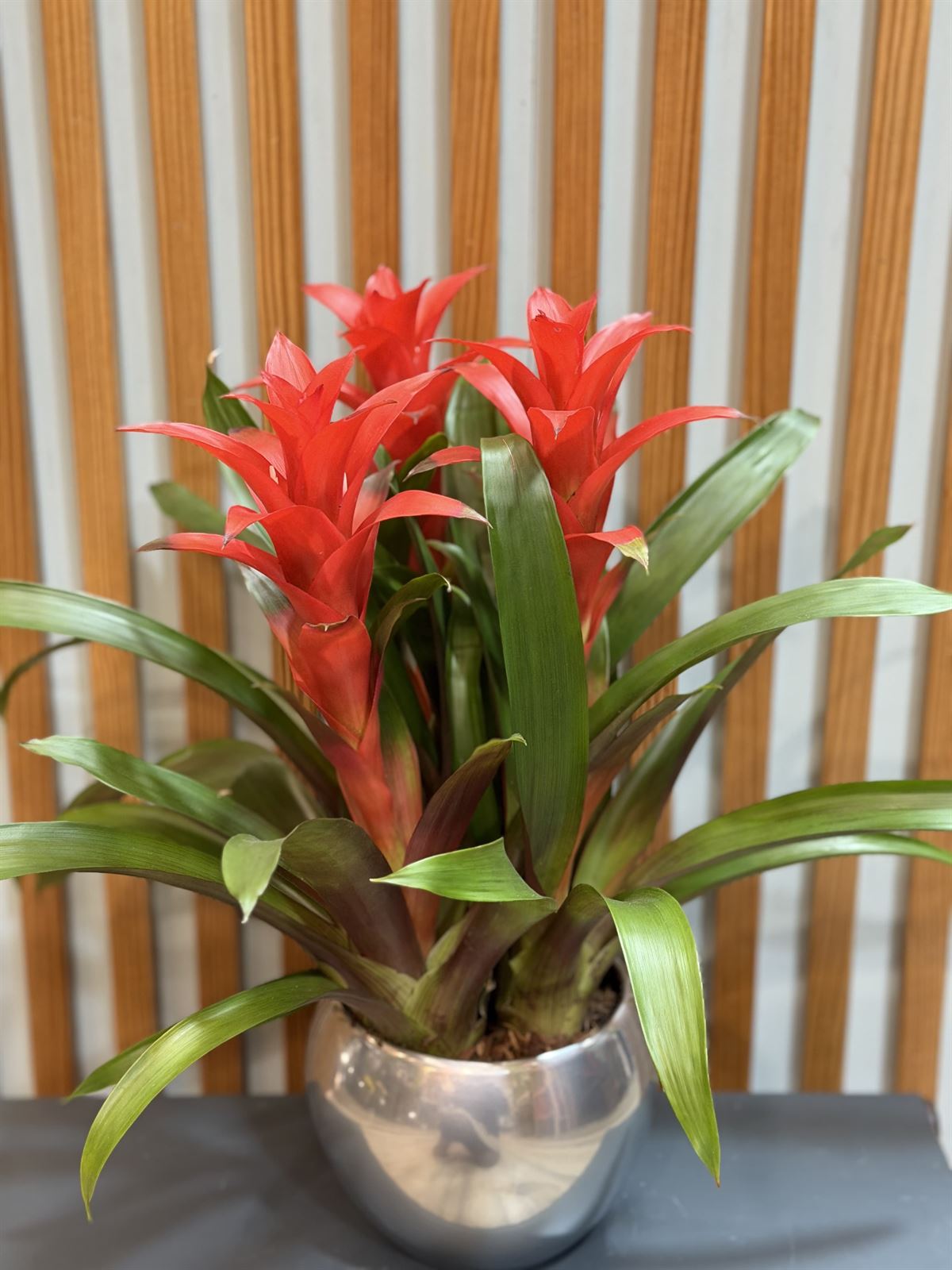 GUZMANIA - Imagen 1