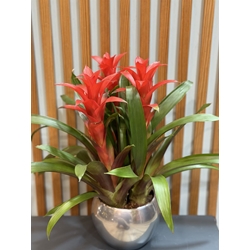 GUZMANIA - Imagen 1