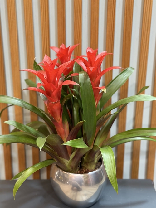 GUZMANIA - Imagen 1
