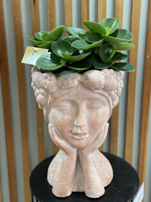 MACETERO AURORA - Imagen 1