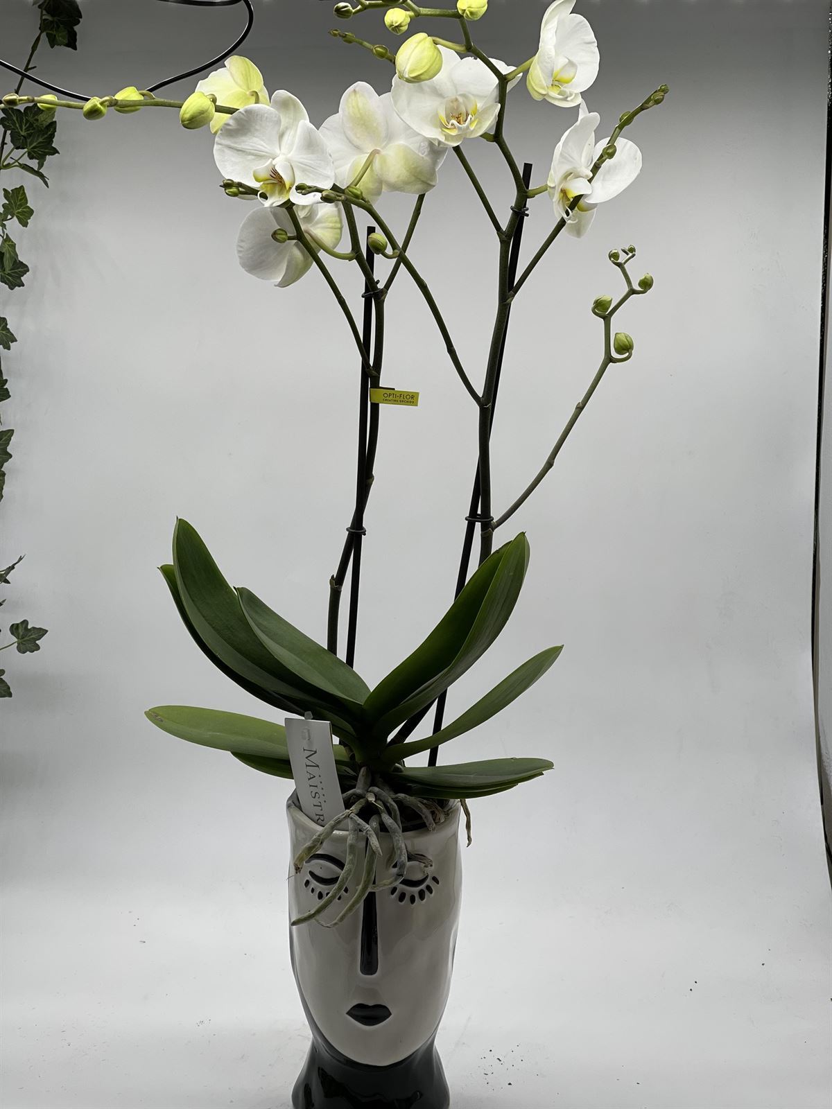 Macetero picaso on phalaenopsis - Imagen 1