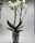 Macetero picaso on phalaenopsis - Imagen 1