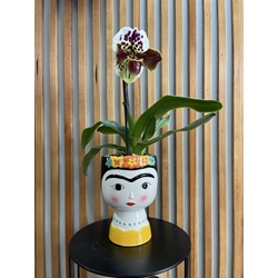 ORQUIDEA FRIDA - Imagen 1