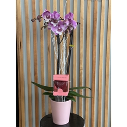 PACK CANDELA - Imagen 1