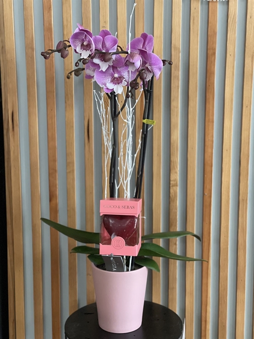 PACK CANDELA - Imagen 1