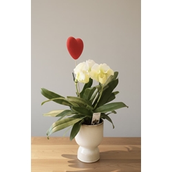 PAPHIOPEDILUM SIN CUBREMACETAS DE 3 FLORES - Imagen 1