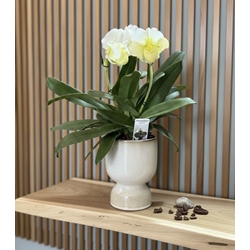 PAPHIOPEDILUM SIN CUBREMACETAS DE 3 FLORES - Imagen 1