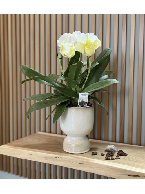 PAPHIOPEDILUM SIN CUBREMACETAS DE 3 FLORES - Imagen 1