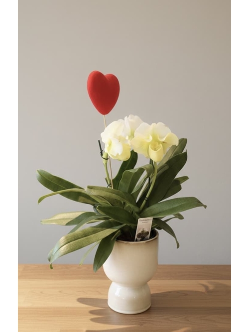 PAPHIOPEDILUM - Imagen 1