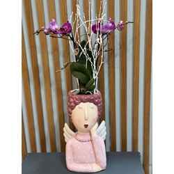 PHALAENOPSIS ANGEL - Imagen 1