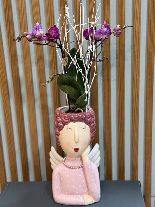 PHALAENOPSIS ANGEL - Imagen 1