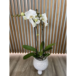 PHALAENOPSIS BELLEZA - Imagen 1